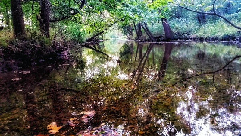 Galloway Creek is typical of a deciduous forest, covered by a thick blanket of fallen leaves.