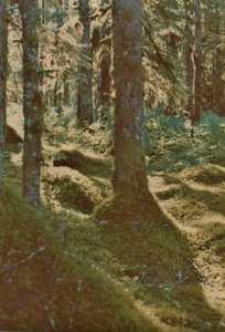 Moss blankets the forest surrounding Glacier Bay.