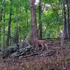 Deer can be seen regularly throughout the Springfield Conservation Nature Center.