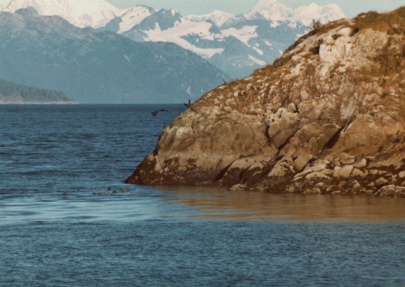 The Fairweathers provide a gorgeous backdrop to seals swimming in Glacier Bay.