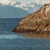 The Fairweathers provide a gorgeous backdrop to seals swimming in Glacier Bay.