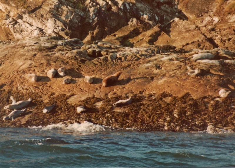 Stellar sea lions (larger brown animal) and harbor seals (smaller, lighter-colored animals) sun themselves in Glacier Bay.