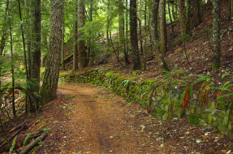 This part of Pioneer Bridle Trail is below the tunnel and touts a historic, moss-covered rock wall. Photo by USFS.