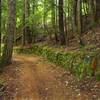 This part of Pioneer Bridle Trail is below the tunnel and touts a historic, moss-covered rock wall. Photo by USFS.