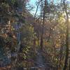 The Harris Street Bridge Trail offers feelings of seclusion along a forested, rocky trail.