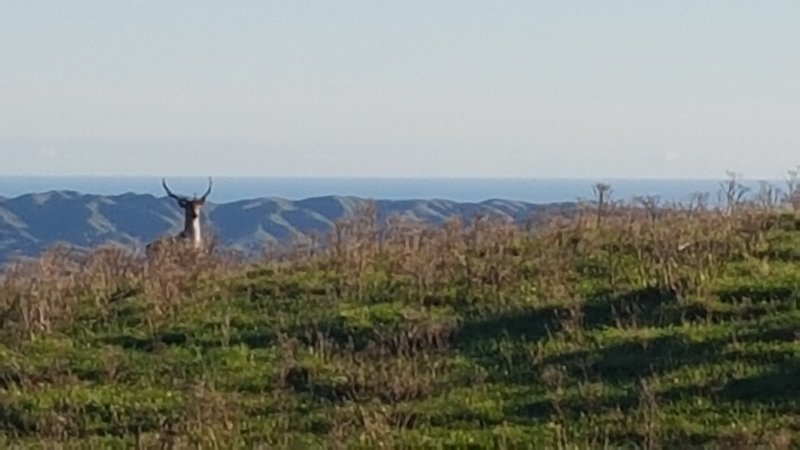 Local wildlife pops its head above the brush on Boulder Hill.