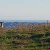 Local wildlife pops its head above the brush on Boulder Hill.