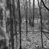 A spooky shack hides amongst the hardwoods on Earthquake Ridge.