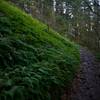 Ferns grow alongside this portion of the trail, which you can see is considerably rockier than earlier sections of the trail.