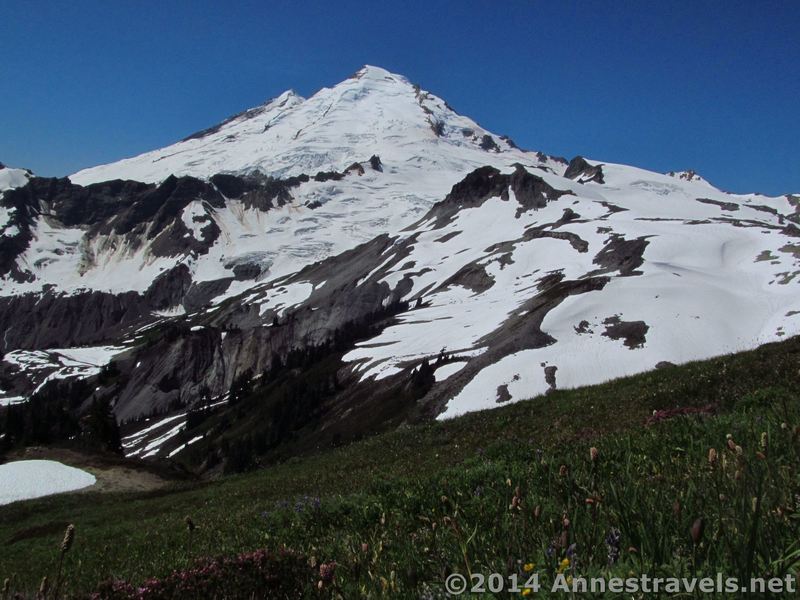 Mt. Baker towers above the meadows below Coleman Pinnacle along the Ptarmigan Ridge Trail.