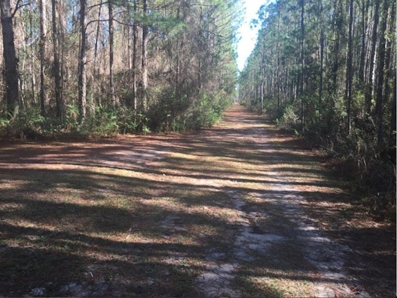 The trail forks at this location from the main trail.