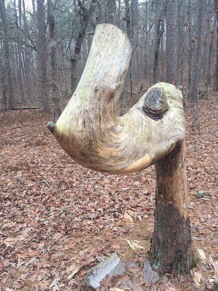 The Smiling Trail Tree is older than your great grandparents. It marks the beginning of the RMT.