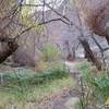 The trail to Darwin Falls follows a beautiful desert riparian ecosystem.