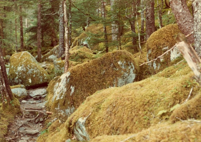 Moss forests (northern rain forest) adorn the East Glacier Trail.