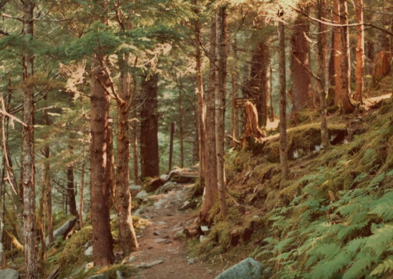 Tall firs structure the moss forest along the East Glacier Trail.