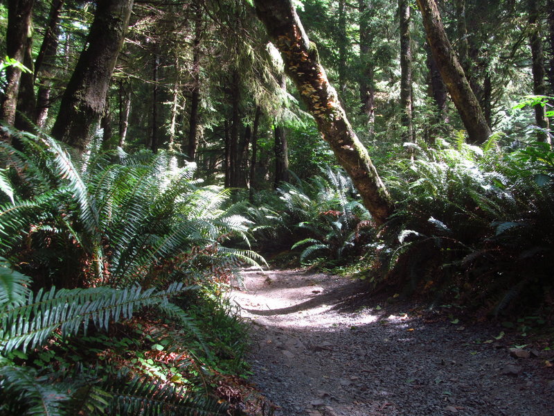 Rainforest hugs the trail in Ecola State Park.