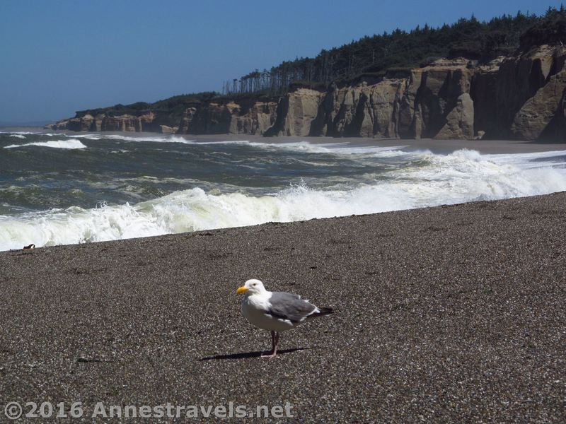 A seagull enjoys the southern end of Floras Lake Beach.