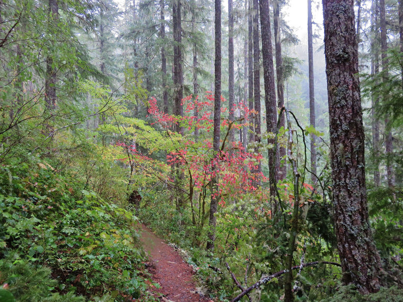 Fall is a nice time to hike Salmon River Trail. Photo by Yunkette.