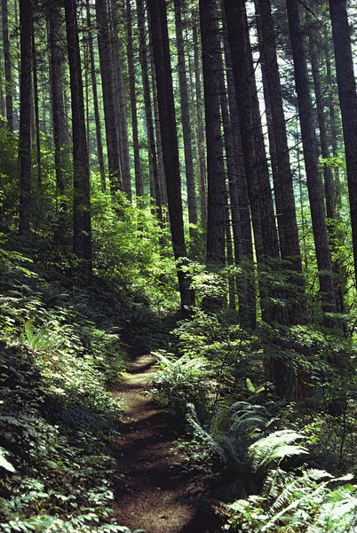 The upper elevations of the Salmon River Trail display second-growth stands, left after a large wildfire was started by a shepherd. The old-growth stands are down along the river. Photo by Mt. Hood Territories.