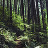 The upper elevations of the Salmon River Trail display second-growth stands, left after a large wildfire was started by a shepherd. The old-growth stands are down along the river. Photo by Mt. Hood Territories.