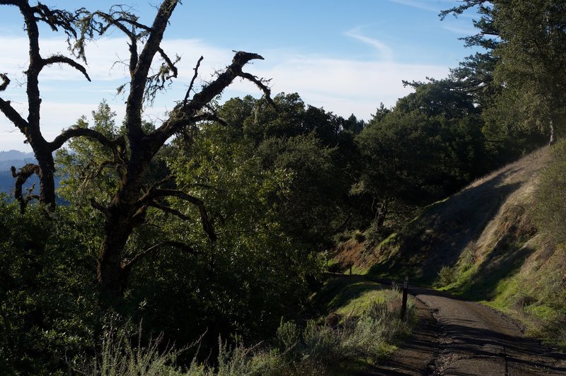 The gravel trail descends from the Audrey Rust Commemorative Site into the preserve.