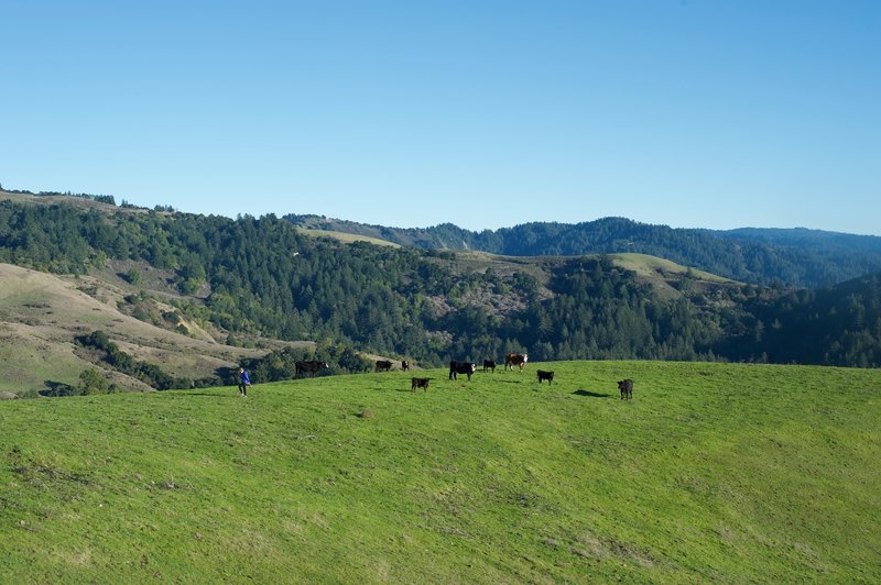 Cattle can be seen feeding in the area. Caution should be used when encountering them, especially when calves are around.