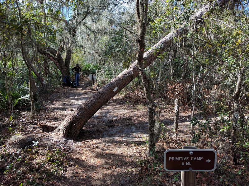 The Leaning Tree grows just outside of the Primitive Camp.