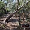 The Leaning Tree grows just outside of the Primitive Camp.