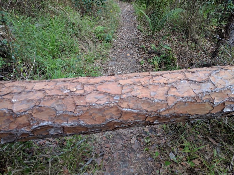 Be careful of fallen trees that have landed across the trail.