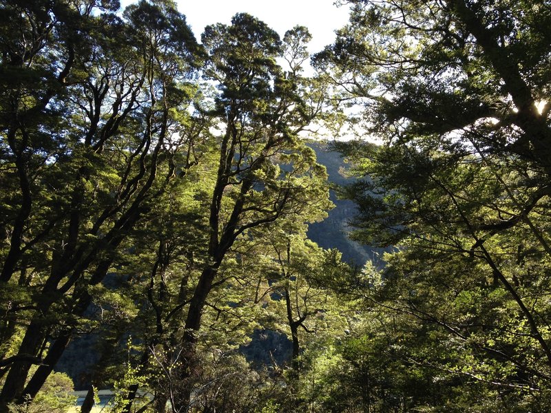 Sunlight peeks through a southern beech canopy on the trail to Flats Hut.