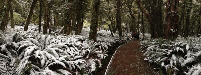 Snow-covered ferns hug the trail to Flats Hut in winter.