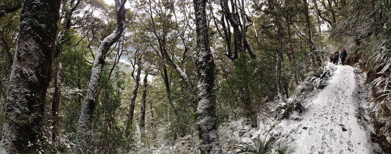 Beech trees get pasted with snow in the winter.