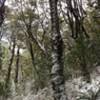 Beech trees get pasted with snow in the winter.