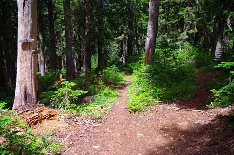 This is the Paradise Park Trail junction with Zigzag Mt. Trail. Photo by Gene Blick.