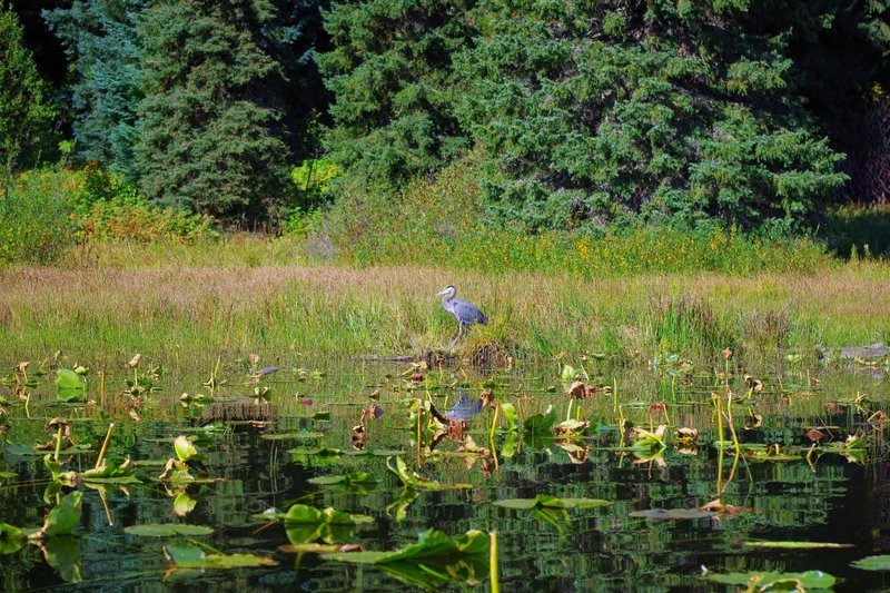 A blue heron stands amongst the waterlilies on Trillium Lake's north end. Photo by Gene Blick.