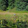 A blue heron stands amongst the waterlilies on Trillium Lake's north end. Photo by Gene Blick.