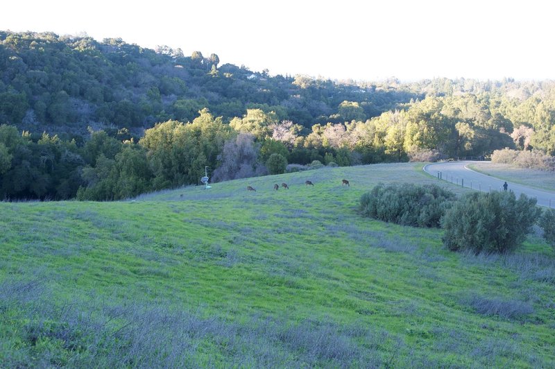 Deer feed in the fields beside the trail.