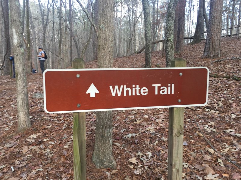 A sign makes it abundantly clear where the White Tail Trail heads.