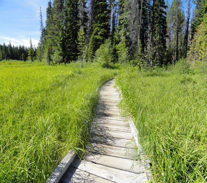 Trillium Lake Loop Trail's boardwalk is sinking in places, making it a bit challenging for wheelchairs. Hopefully it will be replaced by the Forest Service soon. Photo by USFS.