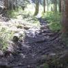 The Top Spur Trail #785 is short and steep. It was originally a poorly located user trail, and now has lots of eroded roots to show for it. Photo by USFS.