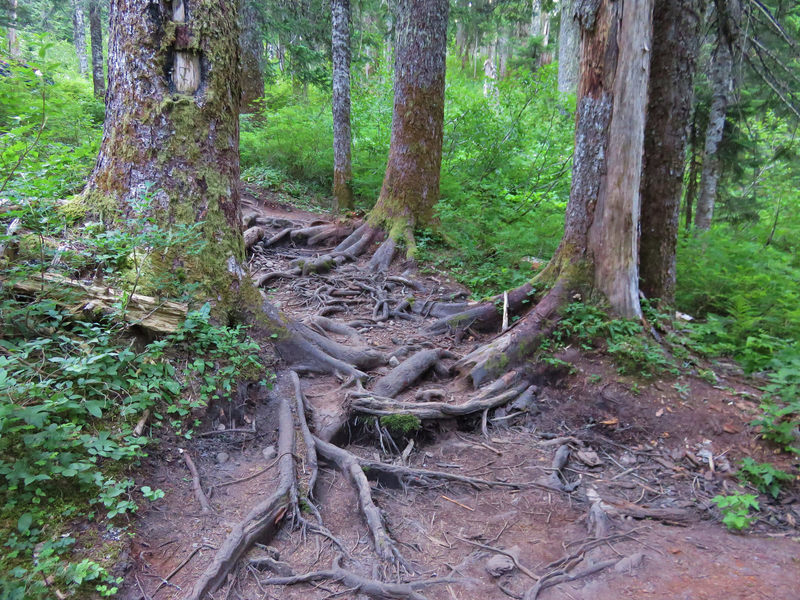 The Top Spur Trail is an old user-built shortcut to the PCT and as a result is steep and eroded. It's lucky it's only a half mile long. Photo by Yunkette.