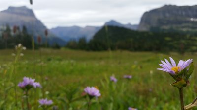 Wildflowers warm the spring landscape near Logan Pass in Glacier National Park.