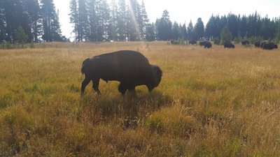 Buffalo can often be seen breakfasting near Bridge Bay Campground.