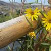 The Boiling River is often accompanied by gorgeous wildflowers.