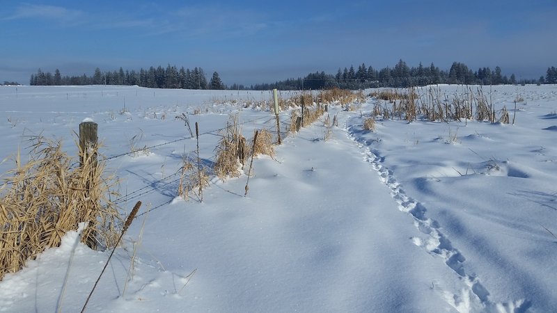 Snowshoe trails offer a great way to experience the James T. Slavin Conservation Area.