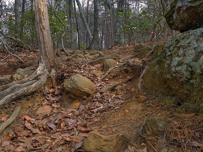 Midway up the Orange Trail, expect this leafy, rooty obstacle.