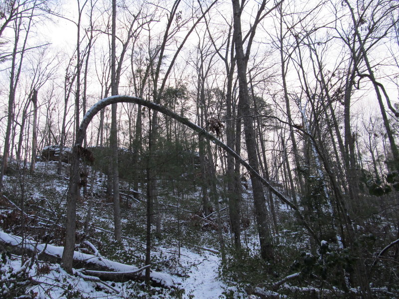 A light dusting of snow covers the Sheltowee Trace.