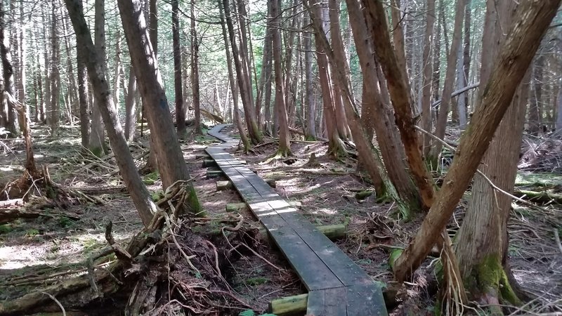 The final stretch of the trail is a 1/4 mile boardwalk through the marsh.