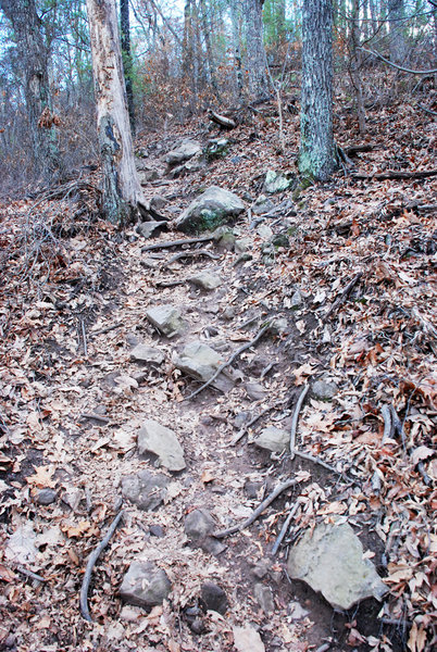 The climb intensifies with loose and fixed medium to large rocks, slippery roots, and steep grade (January 2017).