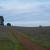 The trail ascends the hill through the meadows. Animals can be seen feeding in these fields in the morning and evenings.